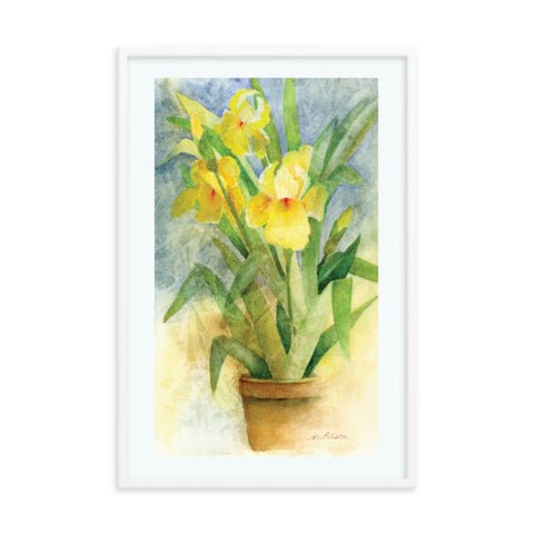 Yellow Iris Framed Print